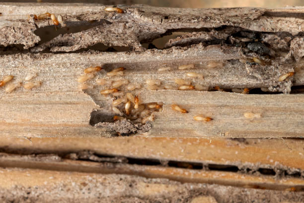 Best Emergency Pest Control  in Miami, OK